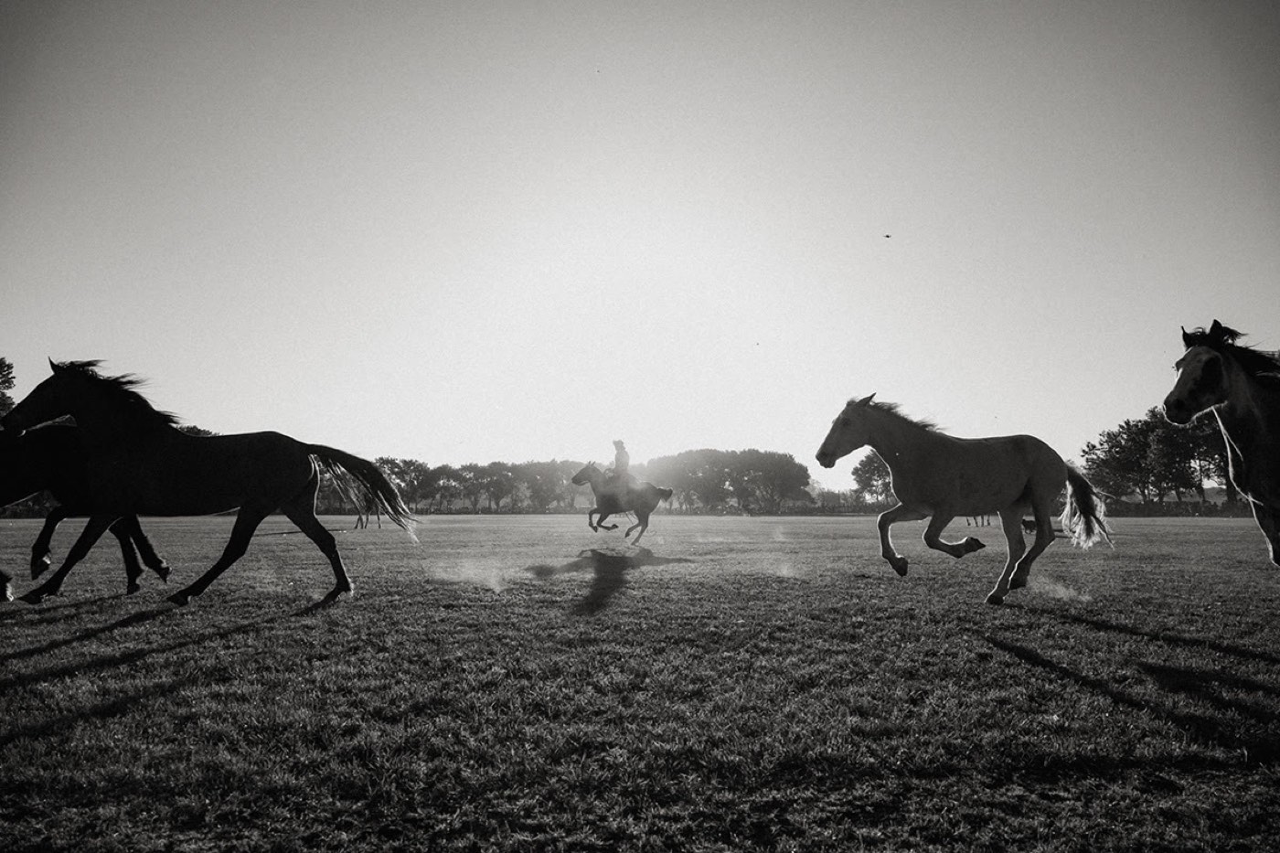 Horses running across a field in black and white